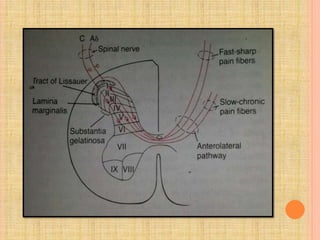Pain pathway