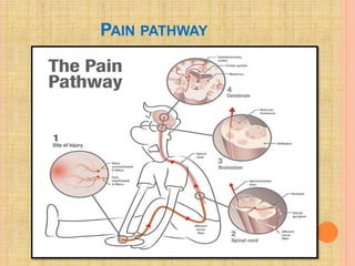 Pain pathway