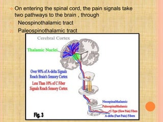 Pain pathway