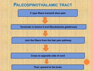 Pain pathway