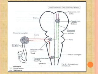 Pain pathway