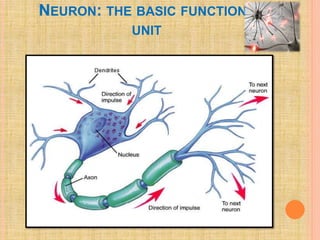 Pain pathway