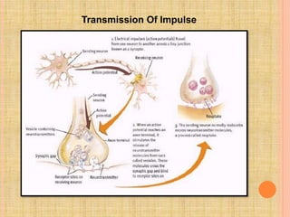 Pain pathway
