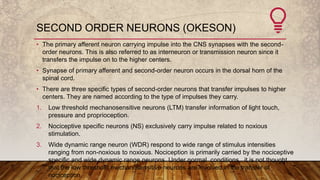Second Order Neuron Pain pathway | PPTX