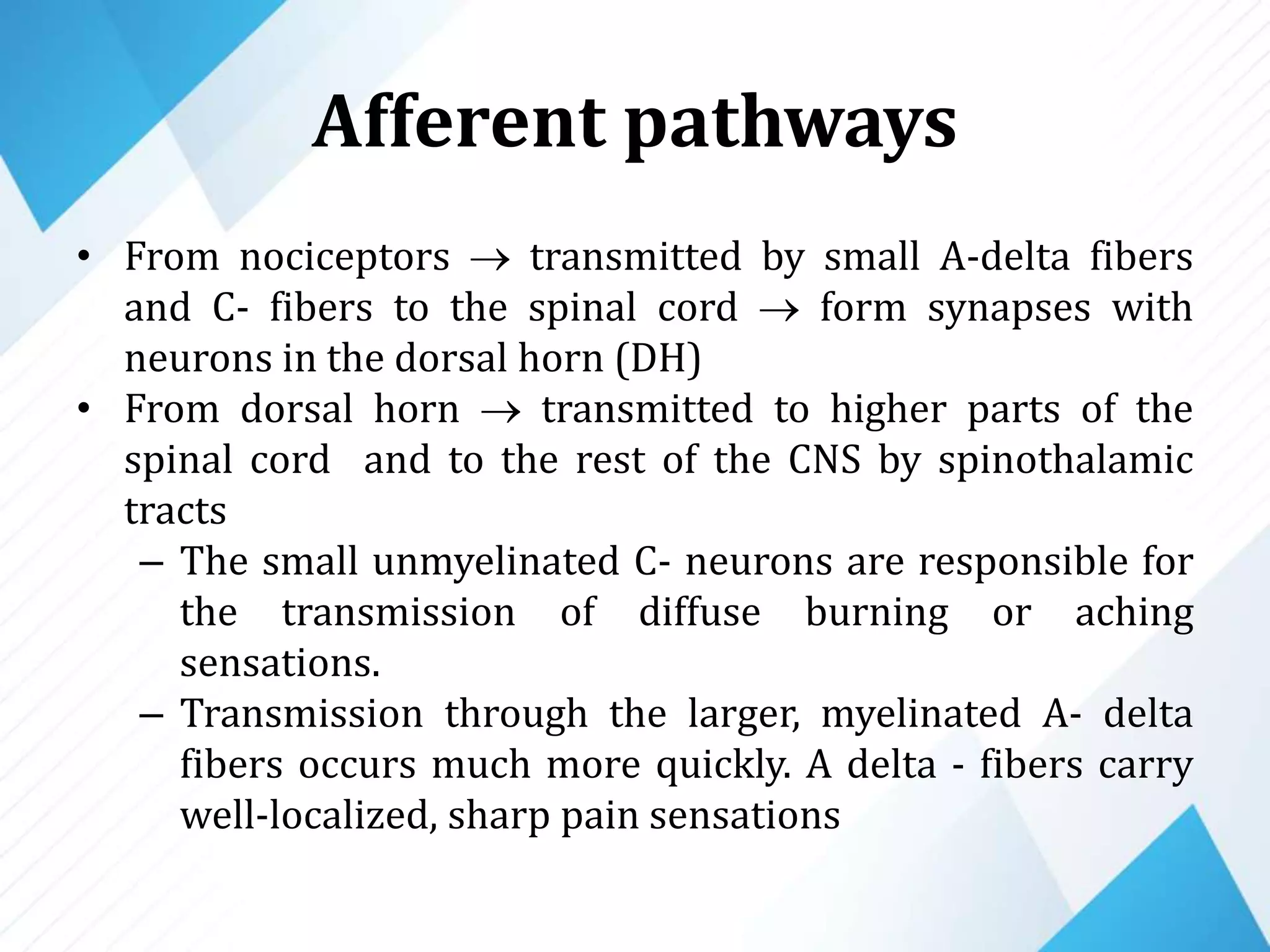 Afferent pathways
• From nociceptors  transmitted by small A-delta fibers
and C- fibers to the spinal cord  form synapses with
neurons in the dorsal horn (DH)
• From dorsal horn  transmitted to higher parts of the
spinal cord and to the rest of the CNS by spinothalamic
tracts
– The small unmyelinated C- neurons are responsible for
the transmission of diffuse burning or aching
sensations.
– Transmission through the larger, myelinated A- delta
fibers occurs much more quickly. A delta - fibers carry
well-localized, sharp pain sensations
 