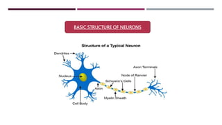 BASIC STRUCTURE OF NEURONS
 