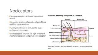 Nociceptors
Sensory receptors activated by noxious
stimuli
Receptive endings of peripheral pain fibres
and free nerve endings
widely distributed in skin, dental pulp,
periosteum, meninges
Skin receptors for pain are high threshold
mechanoreceptors and polymodal receptors
 