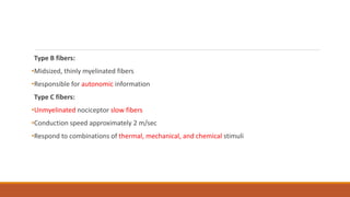 Type B fibers:
•Midsized, thinly myelinated fibers
•Responsible for autonomic information
Type C fibers:
•Unmyelinated nociceptor slow fibers
•Conduction speed approximately 2 m/sec
•Respond to combinations of thermal, mechanical, and chemical stimuli
 