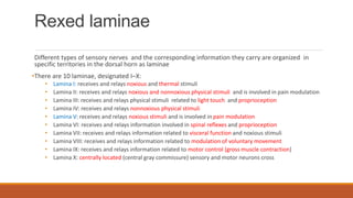 Rexed laminae
Different types of sensory nerves and the corresponding information they carry are organized in
specific territories in the dorsal horn as laminae
•There are 10 laminae, designated I–X:
• Lamina I: receives and relays noxious and thermal stimuli
• Lamina II: receives and relays noxious and nonnoxious physical stimuli and is involved in pain modulation
• Lamina III: receives and relays physical stimuli related to light touch and proprioception
• Lamina IV: receives and relays nonnoxious physical stimuli
• Lamina V: receives and relays noxious stimuli and is involved in pain modulation
• Lamina VI: receives and relays information involved in spinal reflexes and proprioception
• Lamina VII: receives and relays information related to visceral function and noxious stimuli
• Lamina VIII: receives and relays information related to modulation of voluntary movement
• Lamina IX: receives and relays information related to motor control (gross muscle contraction)
• Lamina X: centrally located (central gray commissure) sensory and motor neurons cross
 