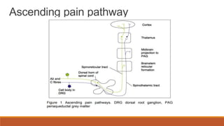 Ascending pain pathway
 