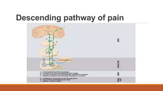 Descending pathway of pain
 