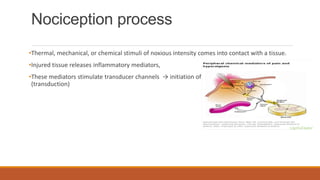 Nociception process
•Thermal, mechanical, or chemical stimuli of noxious intensity comes into contact with a tissue.
•Injured tissue releases inflammatory mediators,
•These mediators stimulate transducer channels → initiation of receptor potentials
(transduction)
 