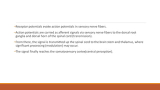 •Receptor potentials evoke action potentials in sensory nerve fibers.
•Action potentials are carried as afferent signals via sensory nerve fibers to the dorsal root
ganglia and dorsal horn of the spinal cord (transmission).
•From there, the signal is transmitted up the spinal cord to the brain stem and thalamus, where
significant processing (modulation) may occur.
•The signal finally reaches the somatosensory cortex(central perception).
 