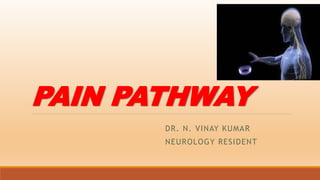 PAIN PATHWAY
DR. N. VINAY KUMAR
NEUROLOGY RESIDENT
 