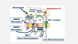 anatomy of pain pathway and management of acute postoperative pain | PPTX