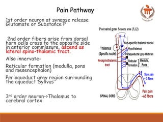 Comprehensive Overview of Pain Pathways and Analgesic Mechanisms in ...