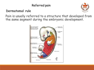 Comprehensive Overview of Pain Pathways and Analgesic Mechanisms in ...