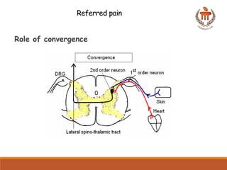 Comprehensive Overview of Pain Pathways and Analgesic Mechanisms in ...