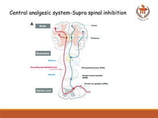 Comprehensive Overview of Pain Pathways and Analgesic Mechanisms in ...