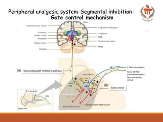 Comprehensive Overview of Pain Pathways and Analgesic Mechanisms in ...