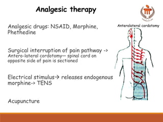 Comprehensive Overview of Pain Pathways and Analgesic Mechanisms in ...