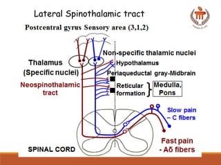 Comprehensive Overview of Pain Pathways and Analgesic Mechanisms in ...