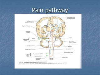 Neurons, Pain and Pain pathways (Physiology) | PPT