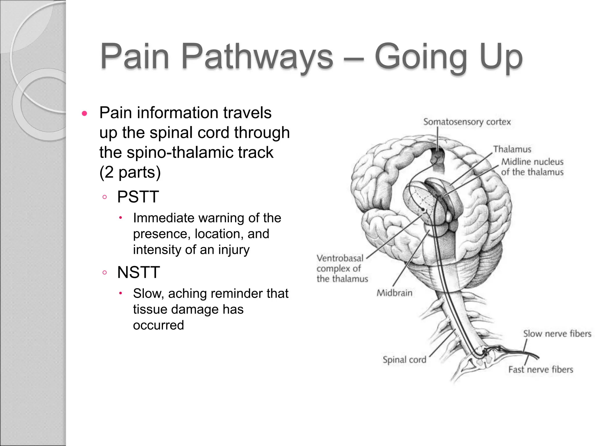 Nervous System, types of pain and pain pathways. | PPT