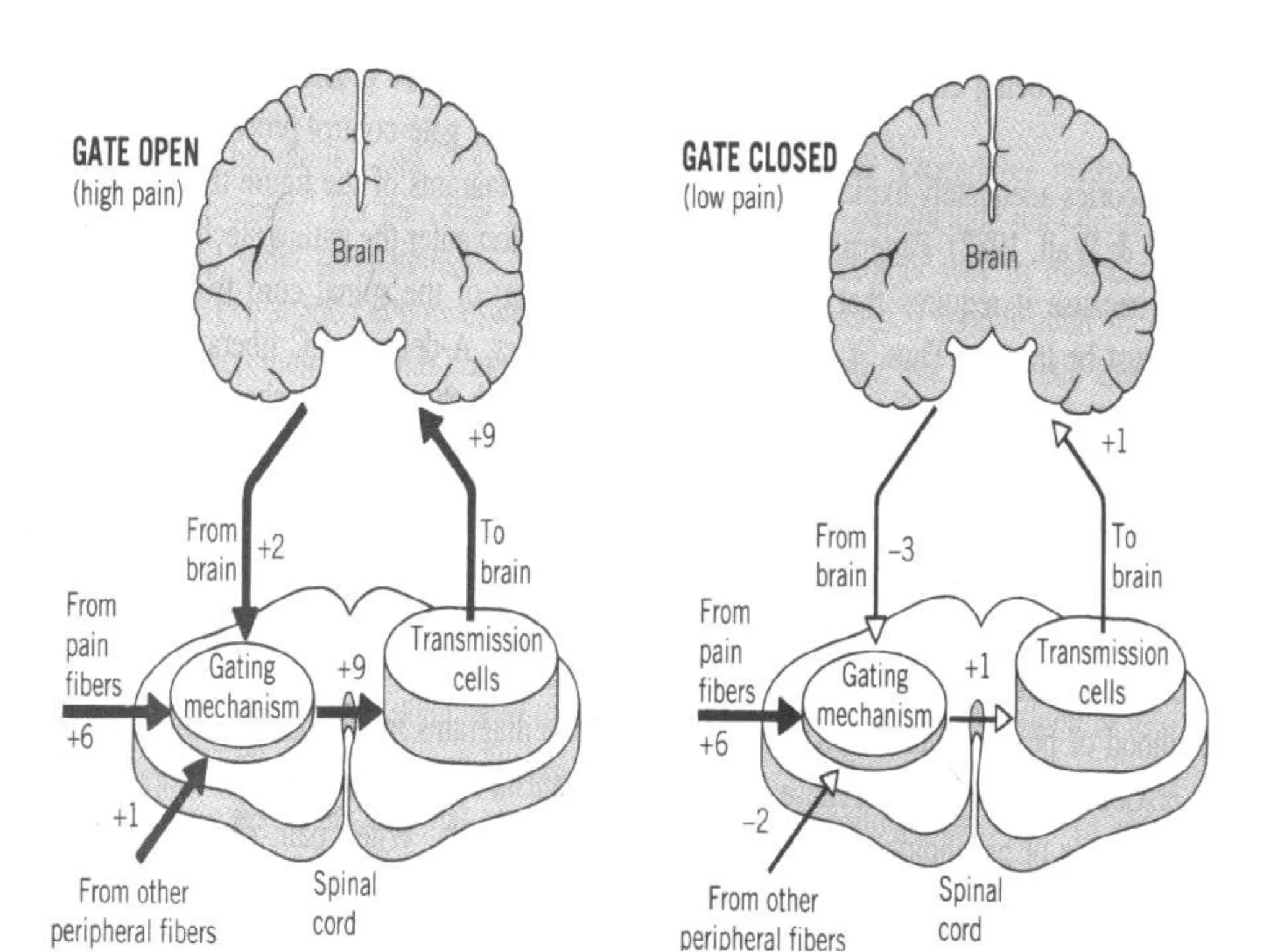 Nervous System, types of pain and pain pathways. | PPT