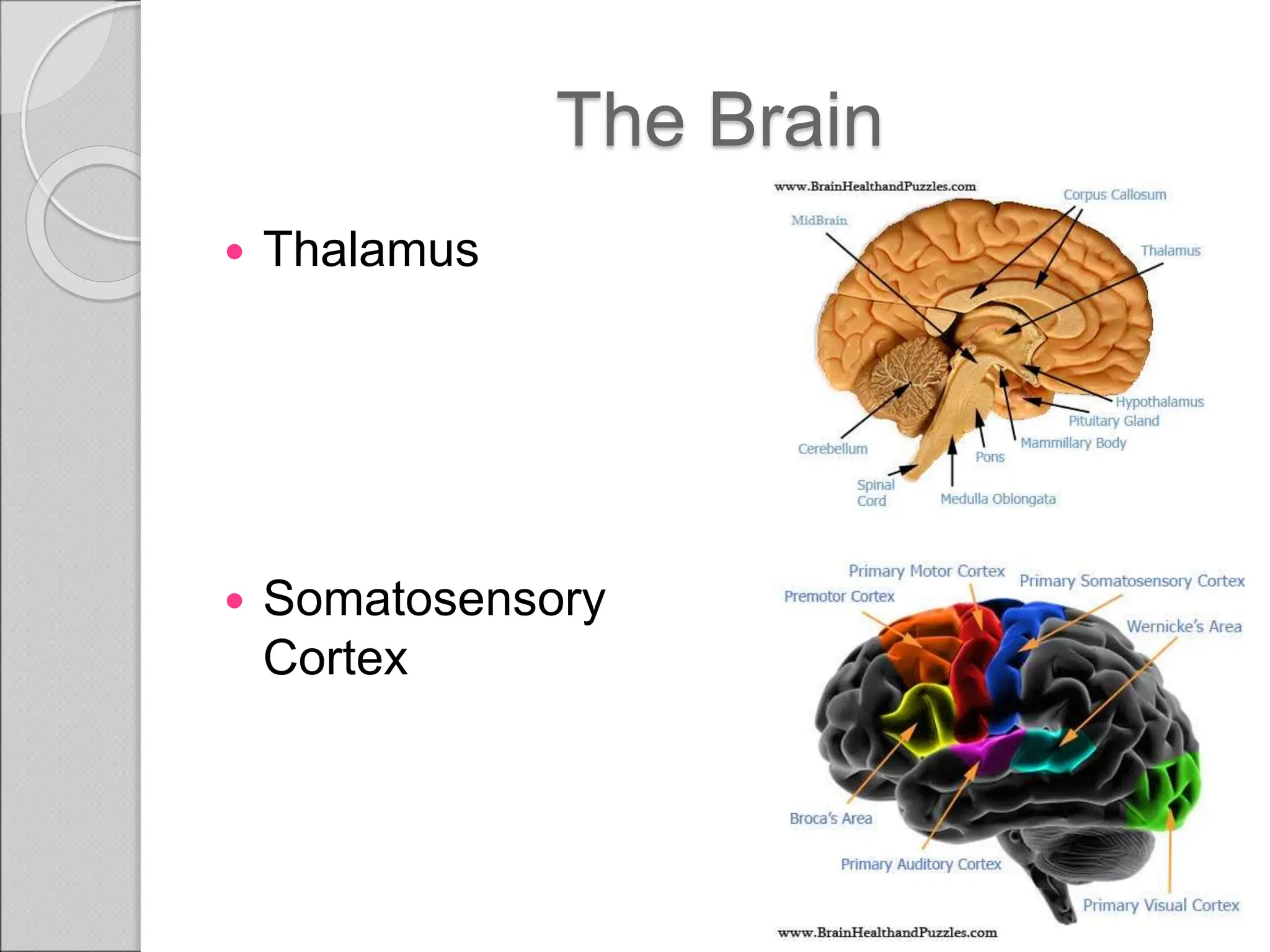 Nervous System, types of pain and pain pathways. | PPT