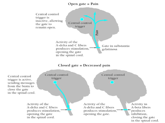 Nervous System, types of pain and pain pathways. | PPT