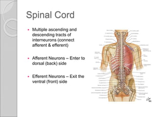 Nervous System, types of pain and pain pathways. | PPT