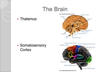 Nervous System, types of pain and pain pathways. | PPT