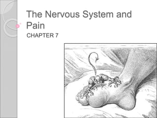 The Nervous System and
Pain
CHAPTER 7
 
