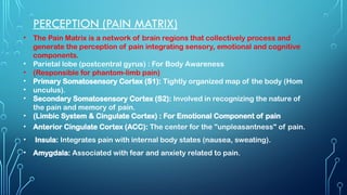Pwin Matrix Comprehensive Overview of Pain Pathways and Chronic Pain Mechanisms | PPTX