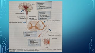 Comprehensive Overview of Pain Pathways and Chronic Pain Mechanisms | PPTX