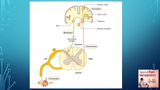 Comprehensive Overview of Pain Pathways and Chronic Pain Mechanisms | PPTX