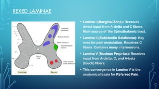 Rexed Laminae Function Comprehensive Overview of Pain Pathways and Chronic Pain Mechanisms | PPTX
