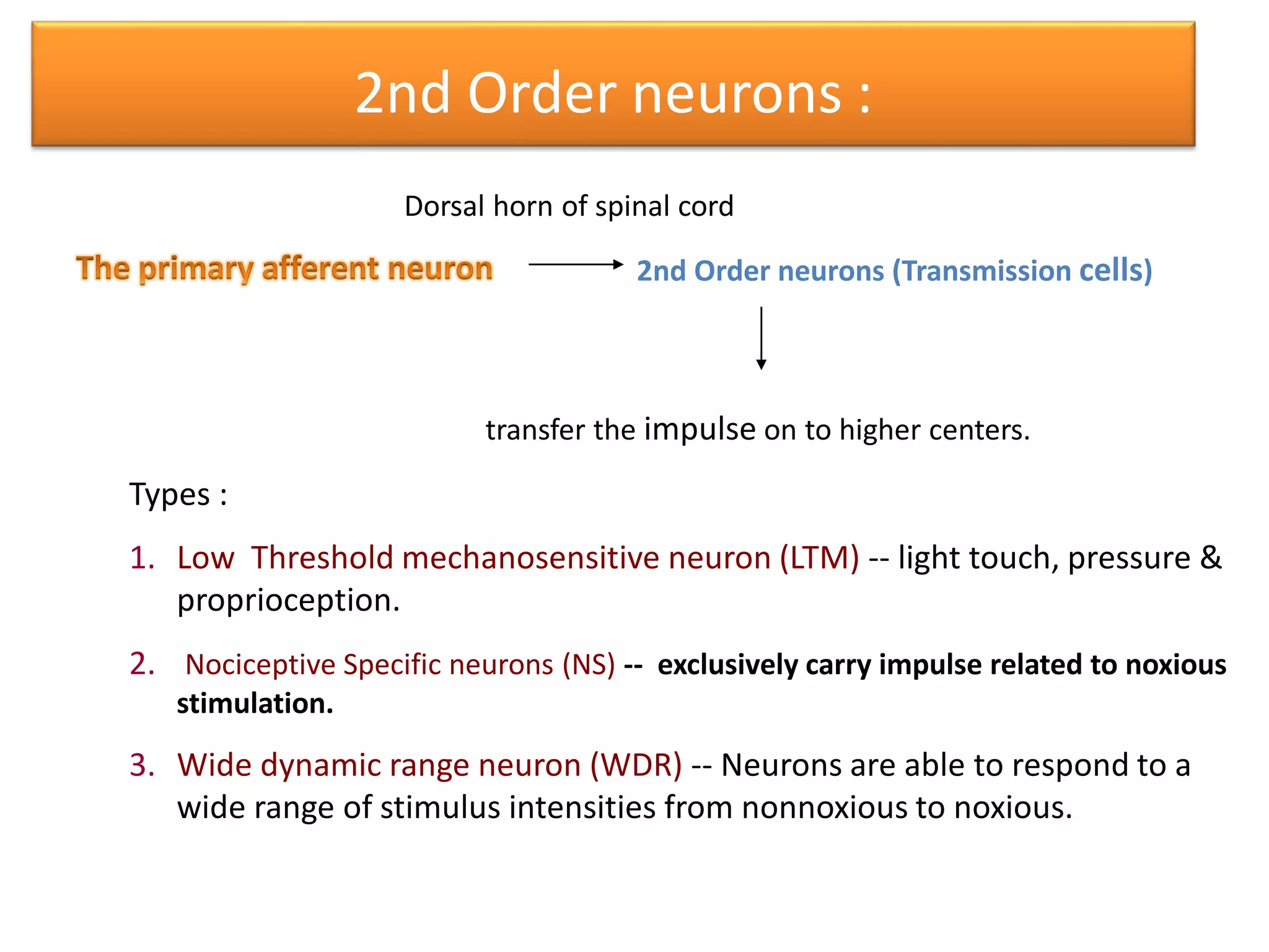 Second Order Neuron Pain pathway theories of pain | PDF