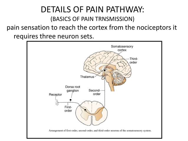 Pain pathway theories of pain | PDF