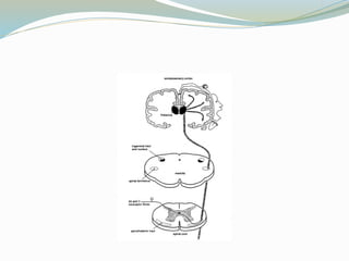 Comprehensive Overview of Pain Pathways and Opioid Analgesics | PPTX