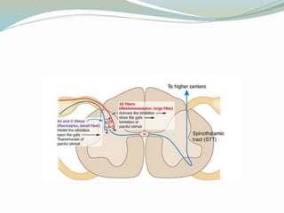 Comprehensive Overview of Pain Pathways and Opioid Analgesics | PPTX