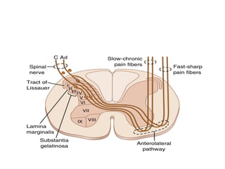 pain pathway ppt and its management and pathways | PPTX