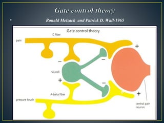 • Ronald Melzack and Patrick D. Wall-1965
 