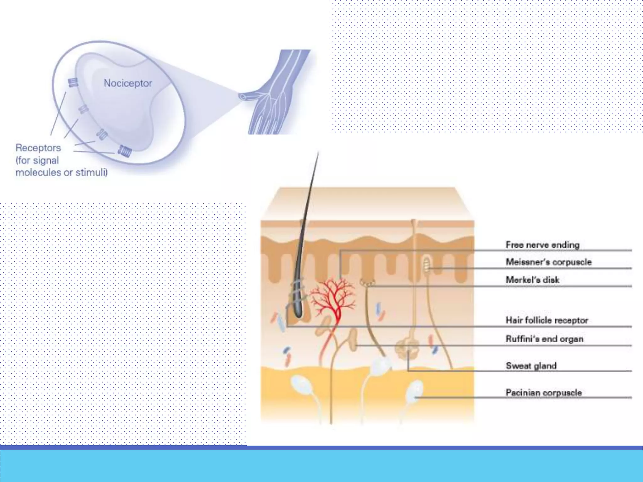 Pain pathways Biology Diagrams