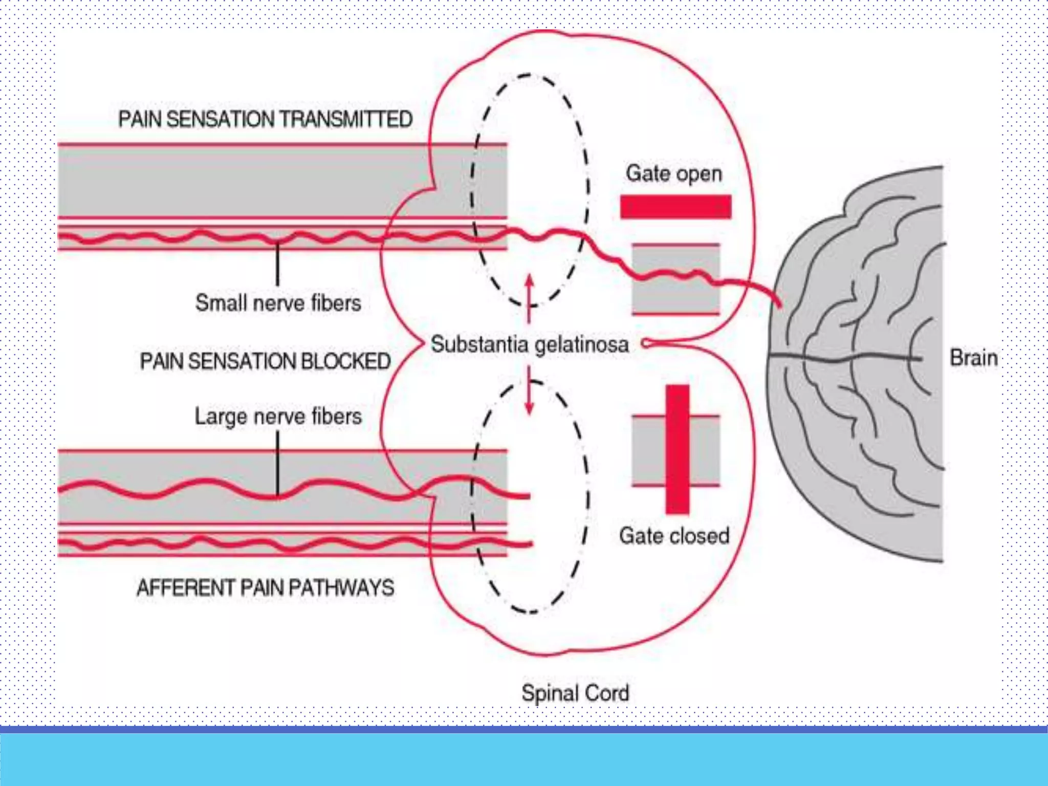 Pain pathways Biology Diagrams