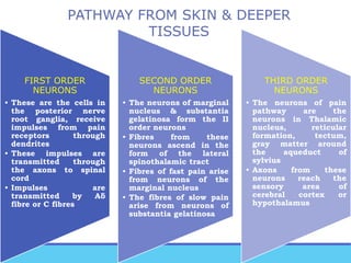 PATHWAY FROM SKIN & DEEPER
TISSUES
FIRST ORDER
NEURONS
• These are the cells in
the posterior nerve
root ganglia, receive
impulses from pain
receptors through
dendrites
• These impulses are
transmitted through
the axons to spinal
cord
• Impulses are
transmitted by Aδ
fibre or C fibres
SECOND ORDER
NEURONS
• The neurons of marginal
nucleus & substantia
gelatinosa form the II
order neurons
• Fibres from these
neurons ascend in the
form of the lateral
spinothalamic tract
• Fibres of fast pain arise
from neurons of the
marginal nucleus
• The fibres of slow pain
arise from neurons of
substantia gelatinosa
THIRD ORDER
NEURONS
• The neurons of pain
pathway are the
neurons in Thalamic
nucleus, reticular
formation, tectum,
gray matter around
the aqueduct of
sylvius
• Axons from these
neurons reach the
sensory area of
cerebral cortex or
hypothalamus
 