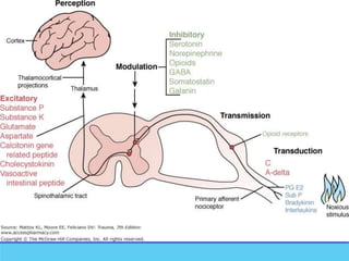 Pain Input/output Pain pathways | PPTX