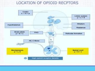 LOCATION OF OPIOID RECPTORS
 