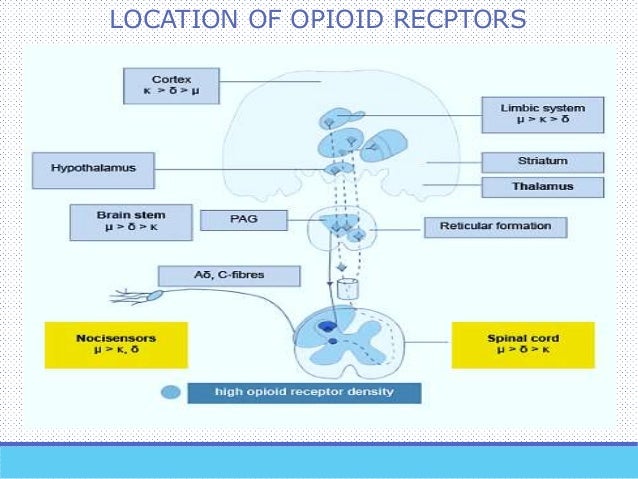 Pain pathways Pain pathways